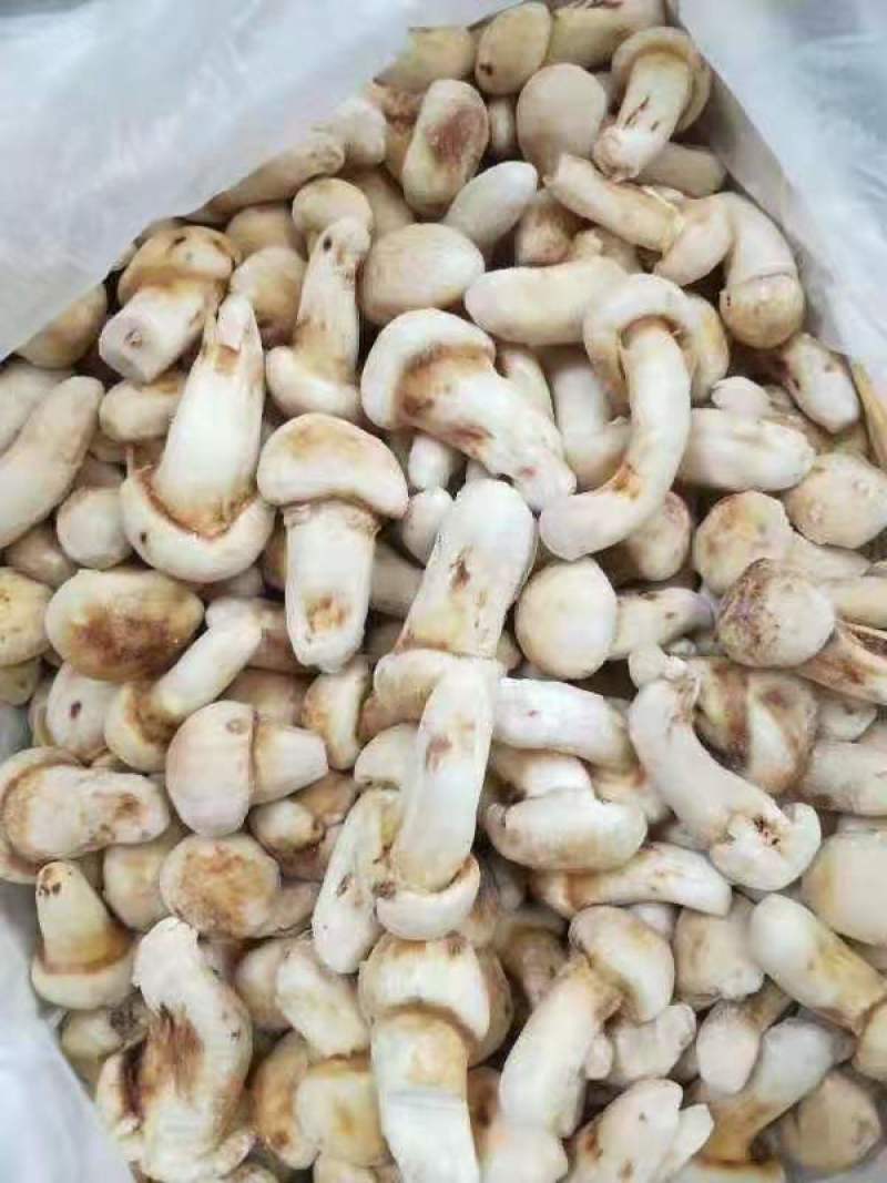 云南特产山珍菌菇冰冻松茸菌老家产地货源大量供应批发