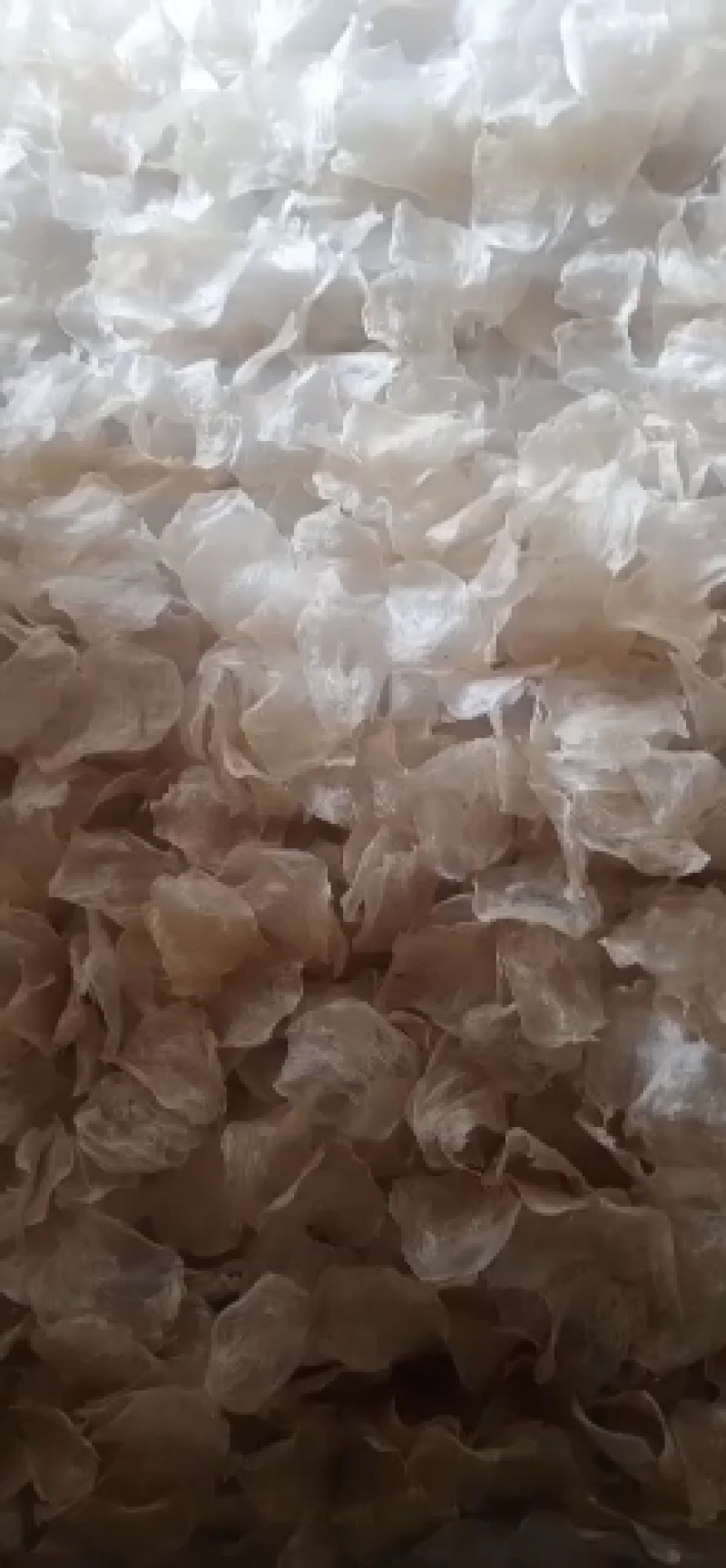 【精选鱼肚】花胶鱼胶小开片鱼肚长期有各种大量货源