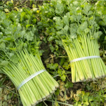 芹菜，本地香芹，供货稳定，市场价，欢迎大家联系