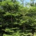细叶榄仁高1-6米米径10公分大量现货供应
