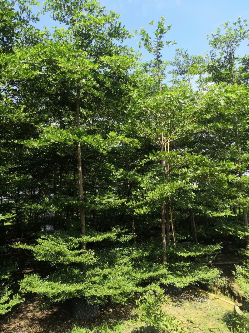 细叶榄仁高1-6米米径10公分大量现货供应
