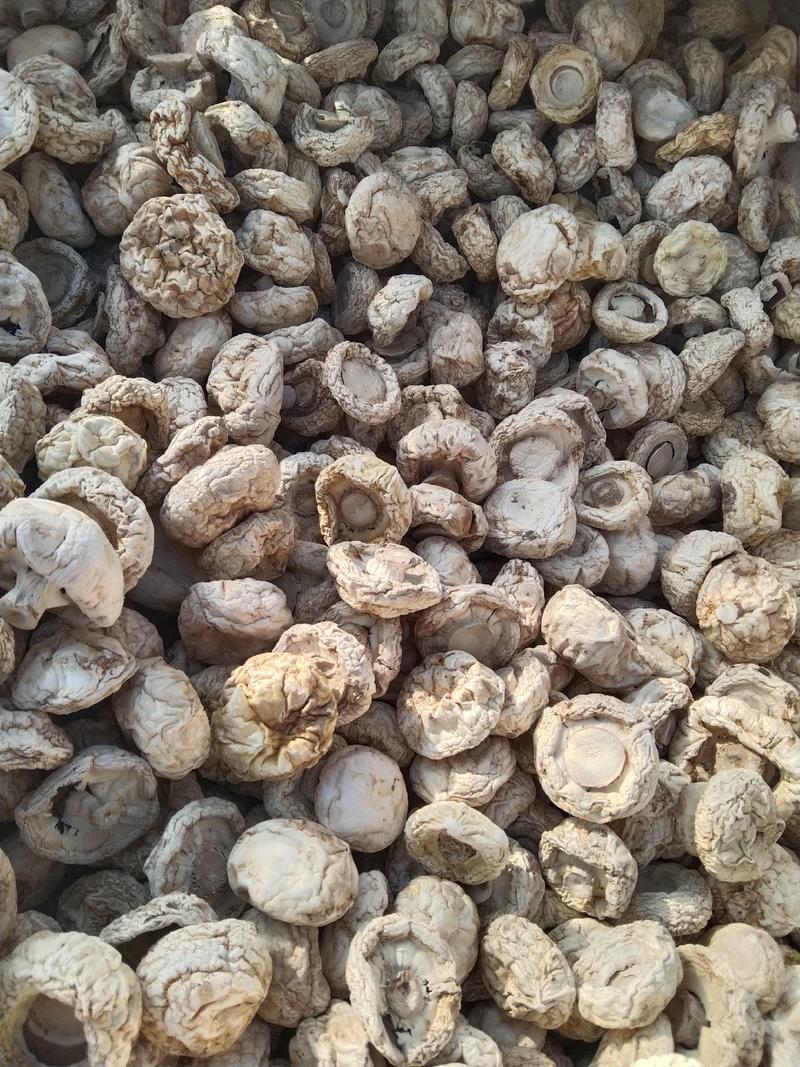 口蘑，又名坝上白蘑菇承德特产剪根产于平泉一年四季有货