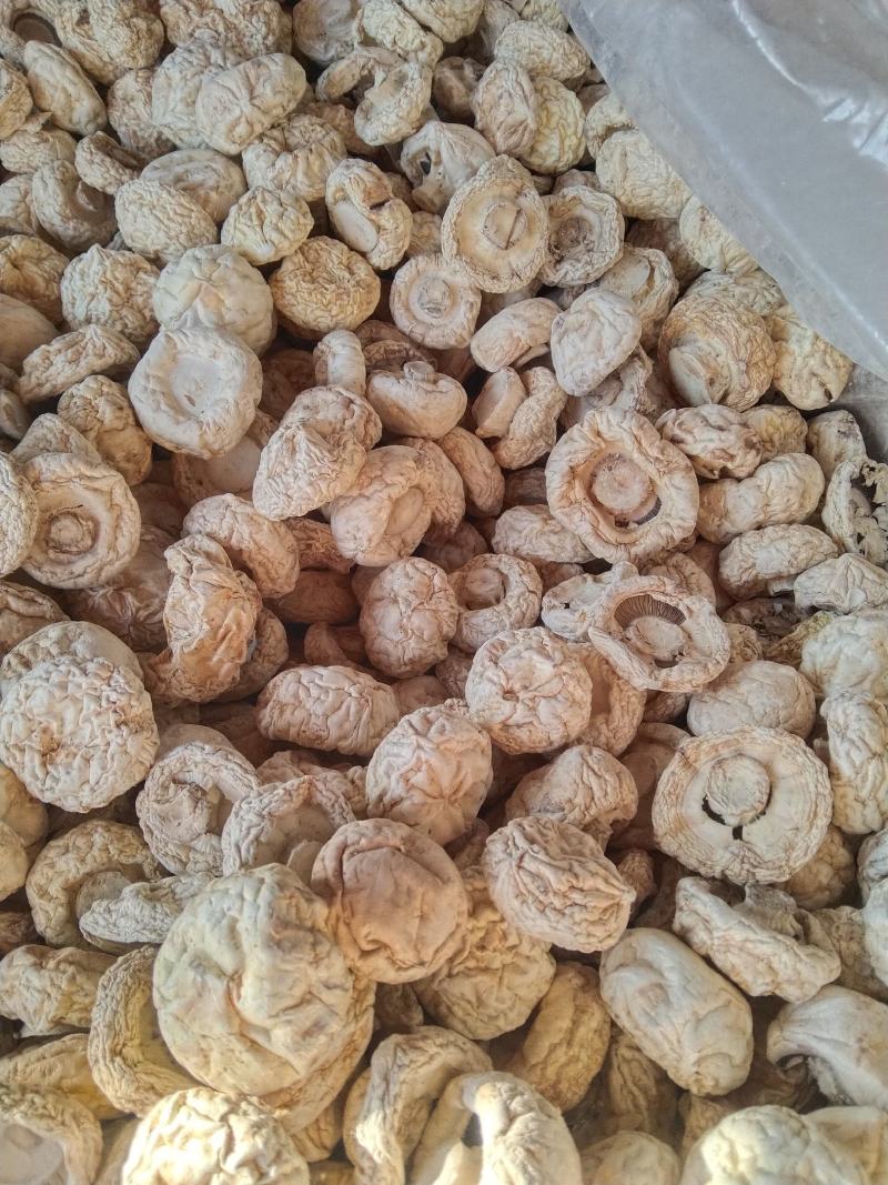口蘑，又名坝上白蘑菇承德特产剪根产于平泉一年四季有货