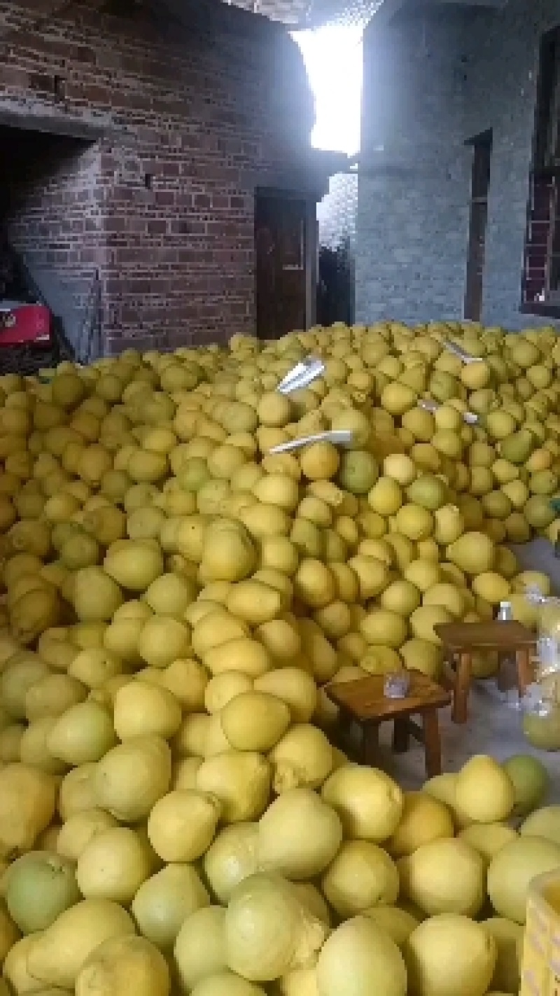 江永香柚，皮薄多汁，口感纯甜，农户家一手货源价格便宜。