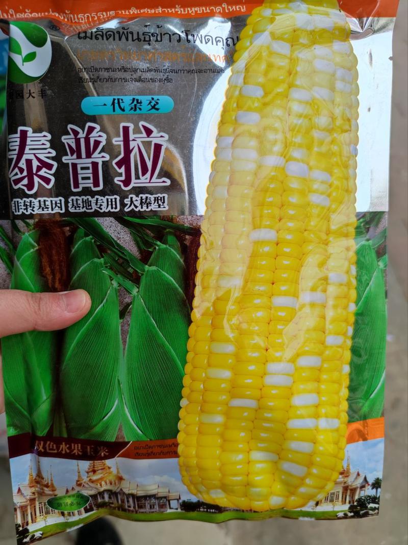 泰普拉双色水果玉米种子，基地专用大棒型700克