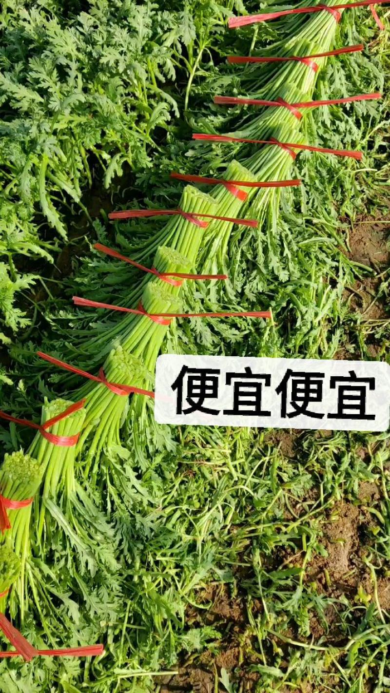 茼蒿菜赶集零售免人工费电商档口产地直达新鲜
