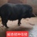 纯种臧香猪，黑猪大母猪，猪仔，种公猪，草地，果园放养
