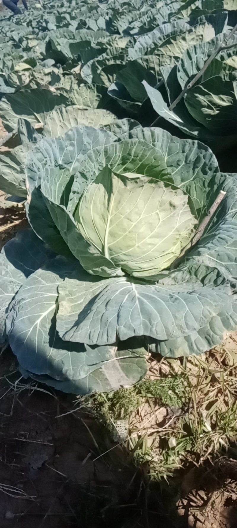 精品甘蓝，圆包菜，商品货，加工厂货。质优价廉，产地直发，