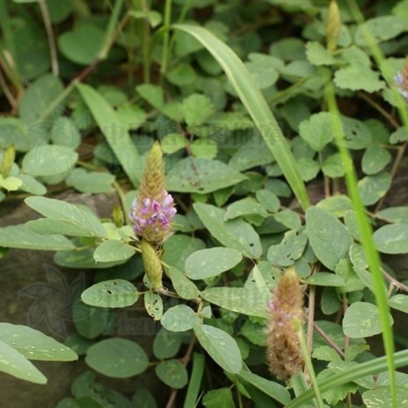 狸尾草羊咩香鲜货，现釆现发