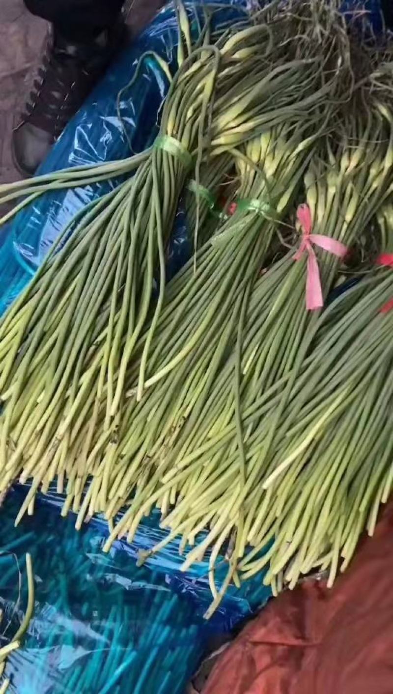 山东冷库蒜薹大量出库。货源充足。全国发货。