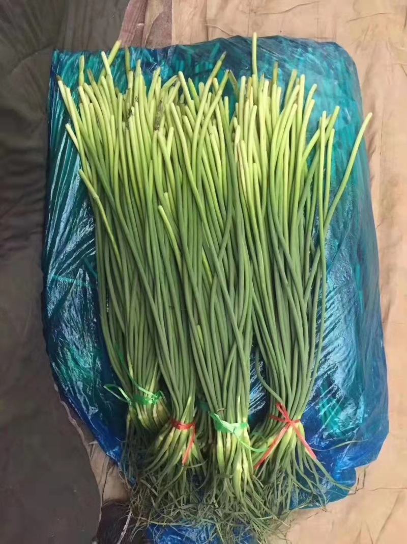 山东冷库蒜薹大量出库。货源充足。全国发货。