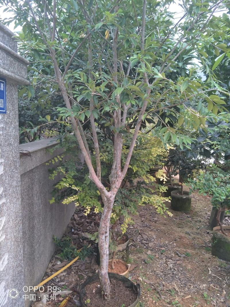 1号玫瑰樱桃