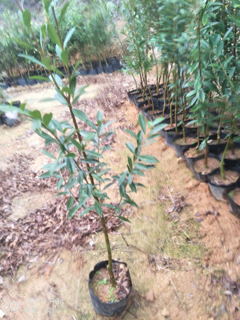 1号玫瑰樱桃