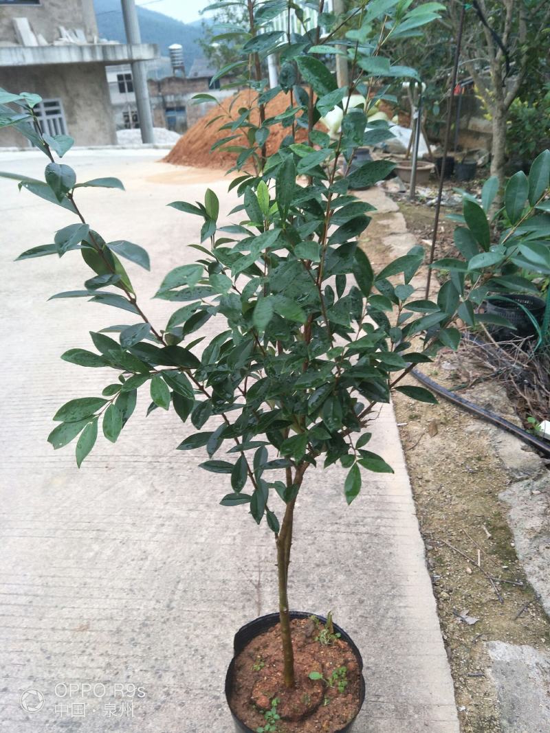 1号玫瑰樱桃