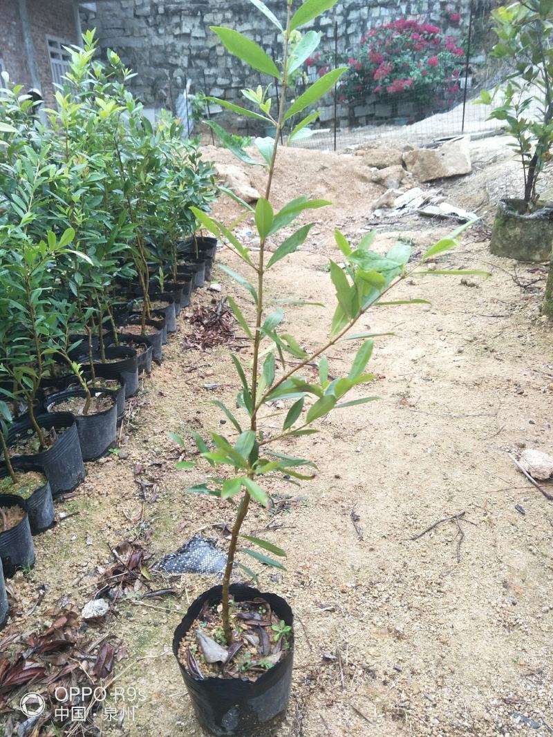 1号玫瑰樱桃