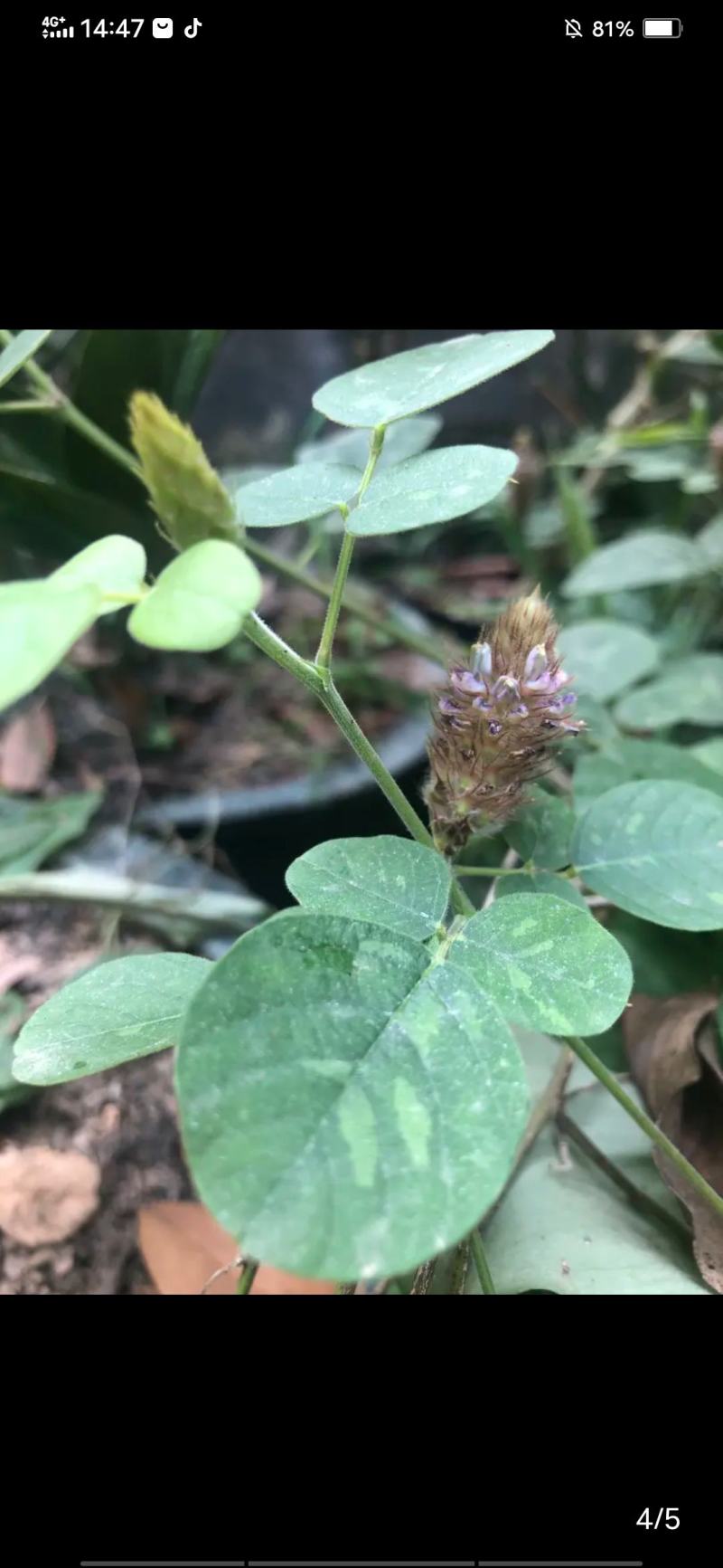 狸尾草羊咩香鲜货，现釆现发