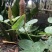 狸尾草羊咩香鲜货，现釆现发