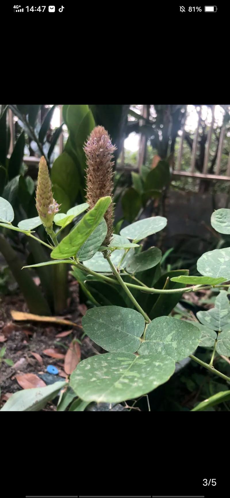 狸尾草羊咩香鲜货，现釆现发