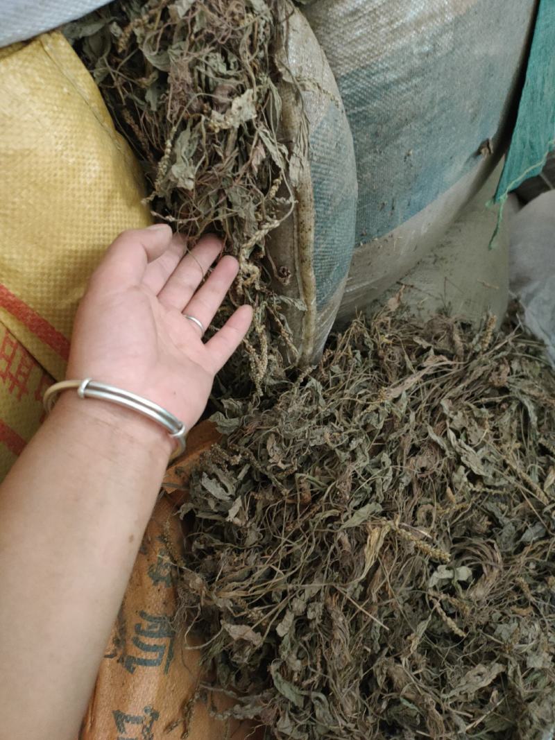 千里光有几吨干货低价出售。