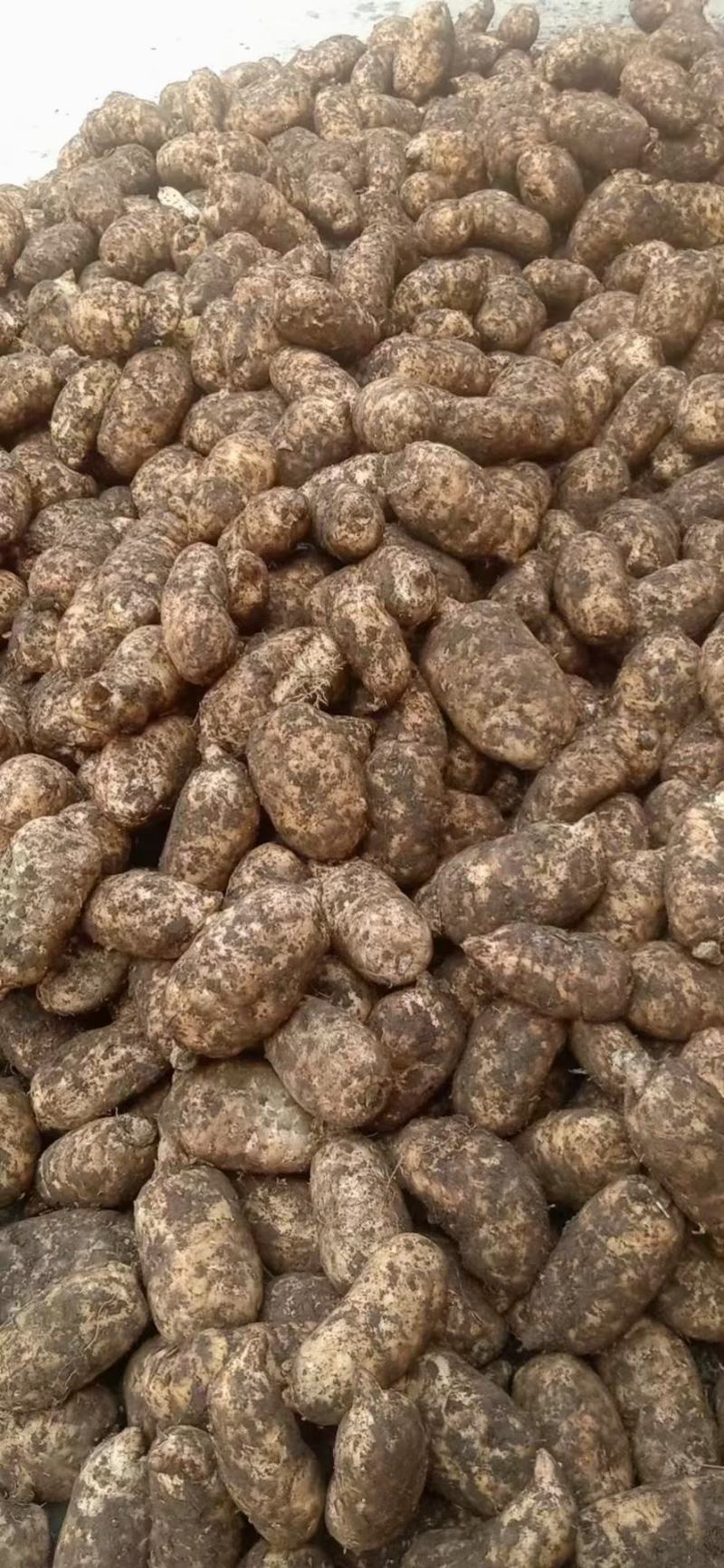 云南昭通小草坝天麻产地直销一手货源现挖现发。质量新鲜。