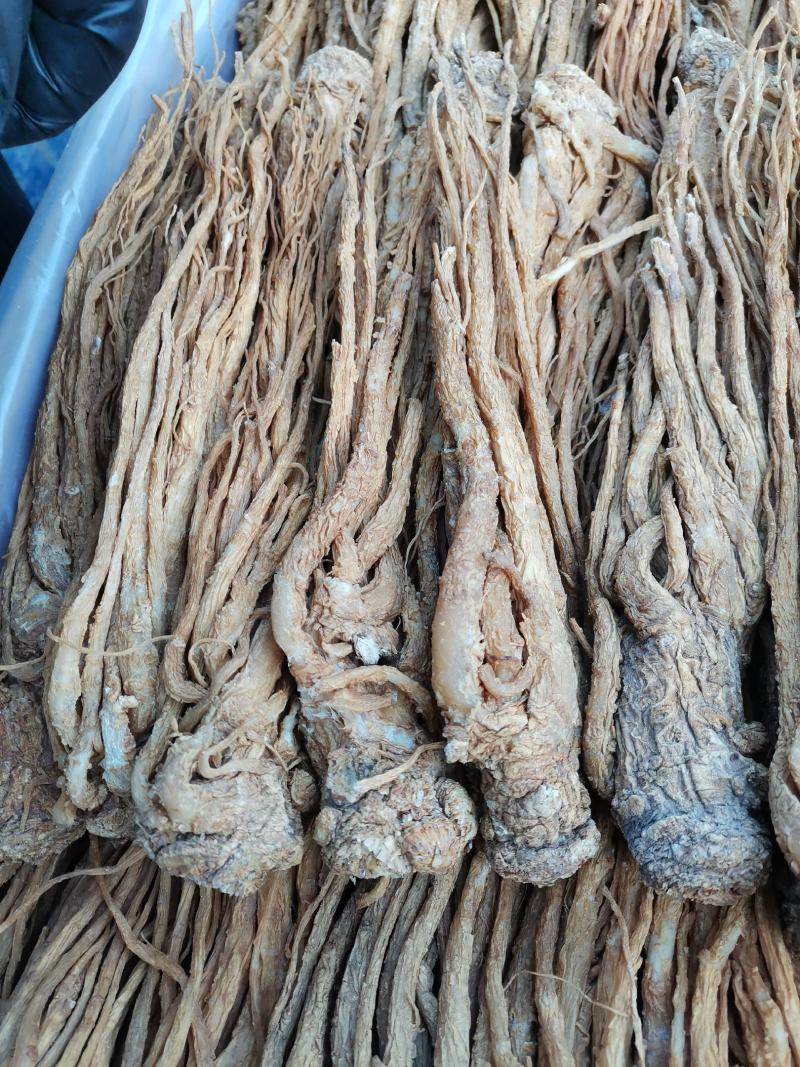 优质黄当归条，量大从优，欢迎选购岷县基地直供全国欢迎咨询
