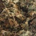 野生金银花，无硫自然生长纯手工制作