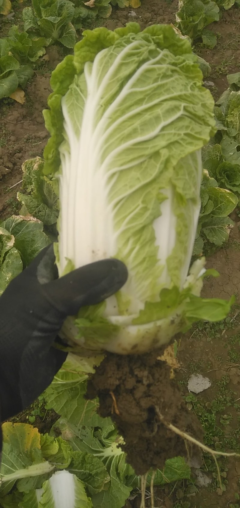 娃娃菜，自家种植