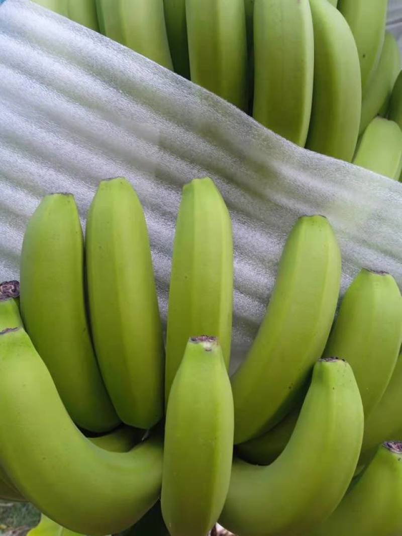 云南香蕉