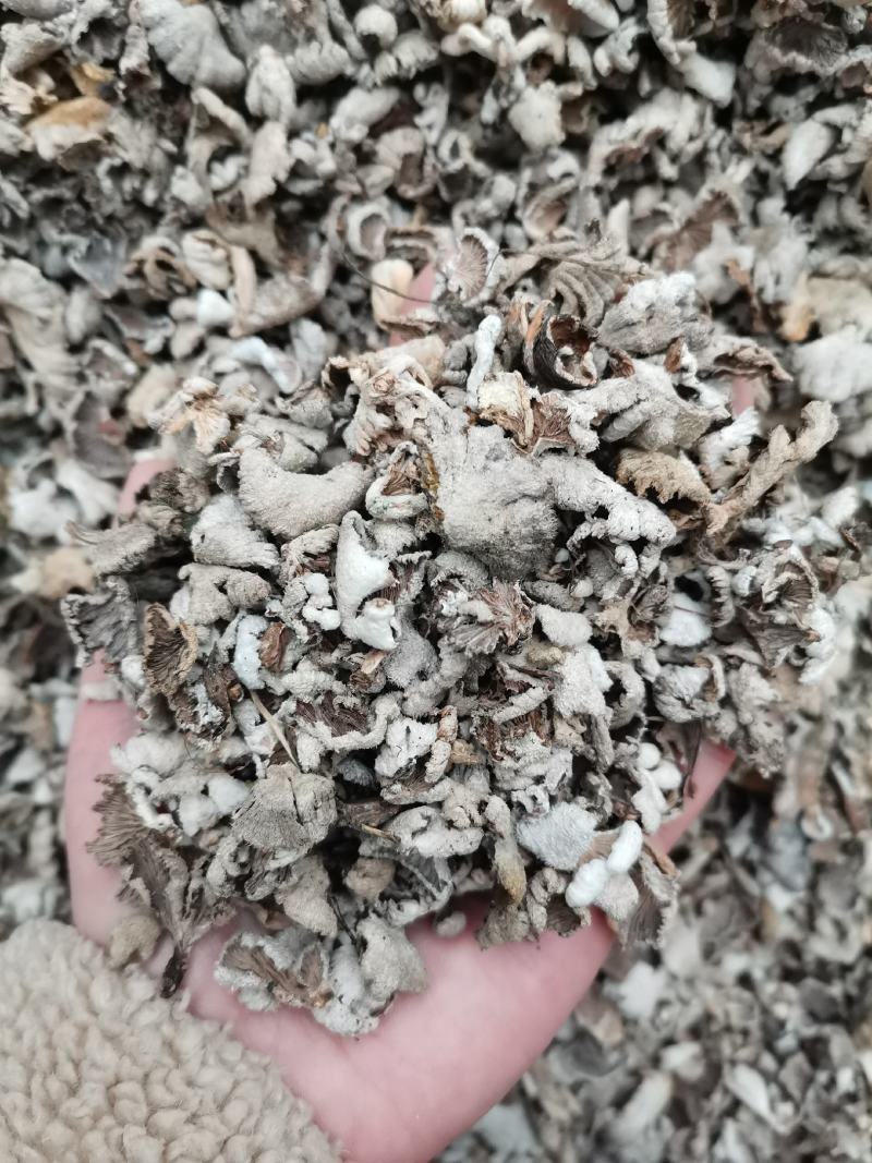 云南野生白参，白参菌，天然绿色食品，无添加，纯野生菌