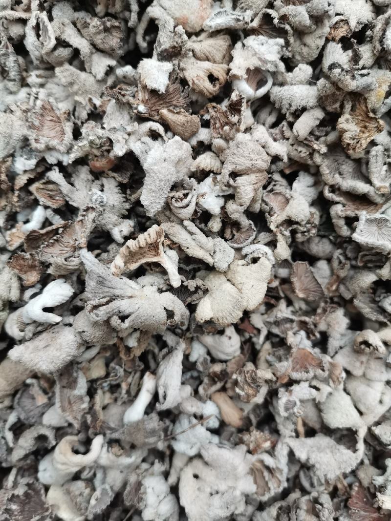 云南野生白参，白参菌，天然绿色食品，无添加，纯野生菌