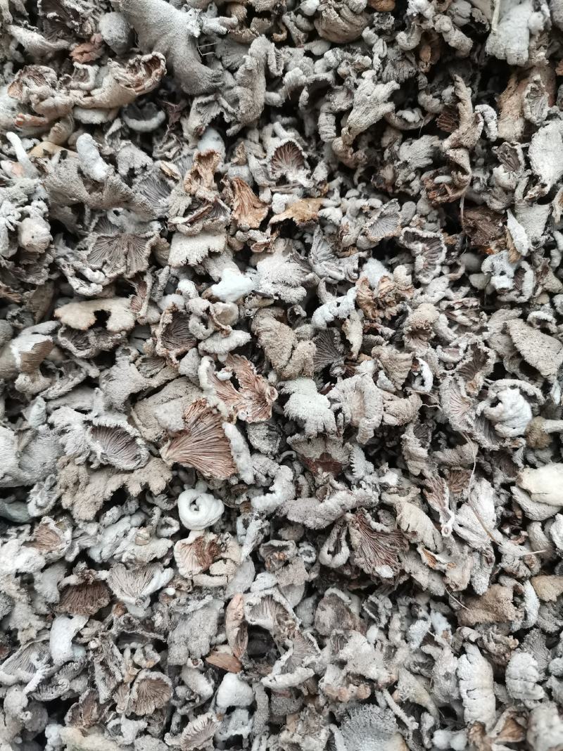 云南野生白参，白参菌，天然绿色食品，无添加，纯野生菌