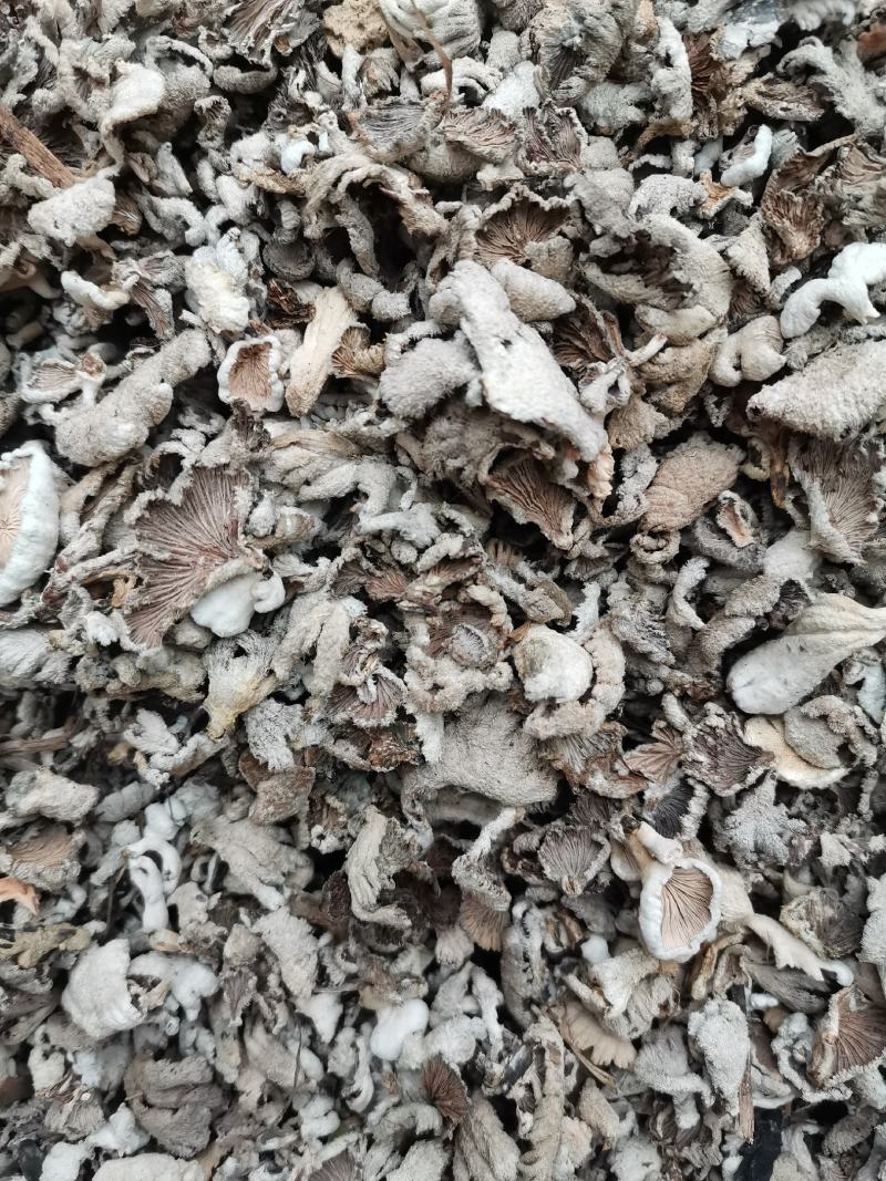 云南野生白参，白参菌，天然绿色食品，无添加，纯野生菌