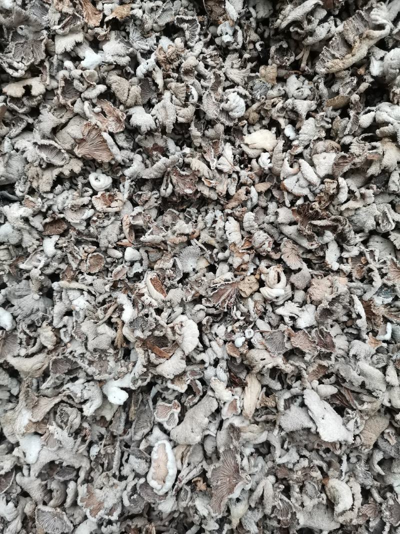 云南野生白参，白参菌，天然绿色食品，无添加，纯野生菌