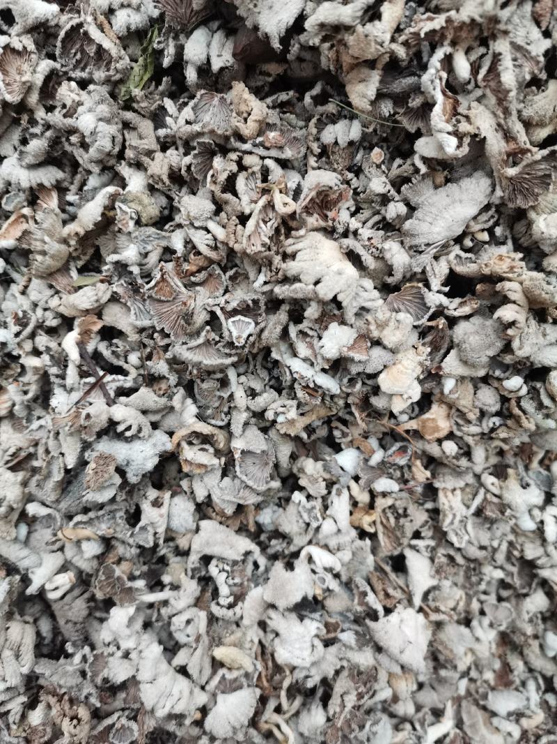 云南野生白参，白参菌，天然绿色食品，无添加，纯野生菌