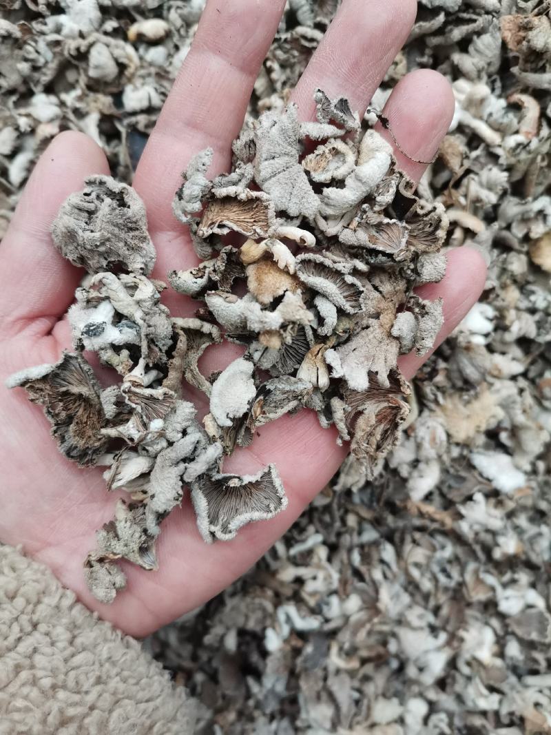 云南野生白参，白参菌，天然绿色食品，无添加，纯野生菌