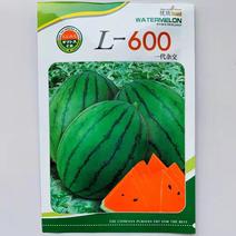 L600西瓜种子航兴天秀二号西瓜种子进口西瓜种子