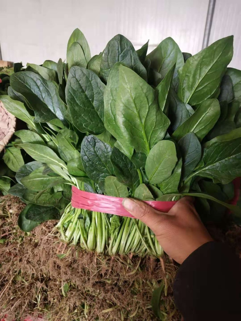 精品黑圆叶菠菜尖叶菠菜产地供应货量充足