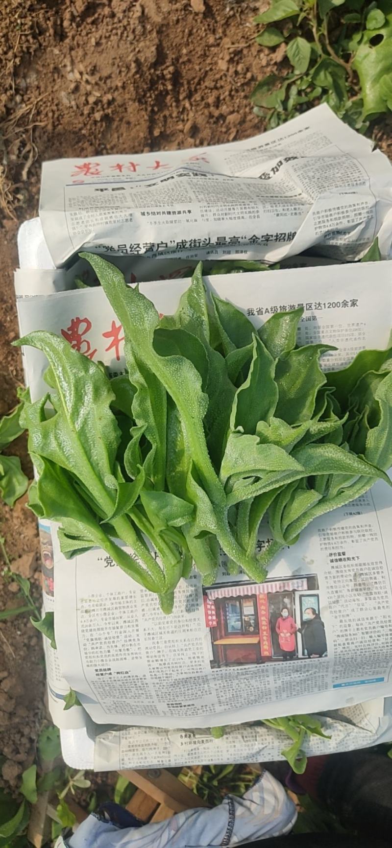 张北冰草基地冰菜常年供应个大电商，大型批发市场，商超