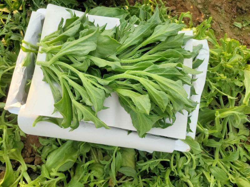 张北冰草基地冰菜常年供应个大电商，大型批发市场，商超