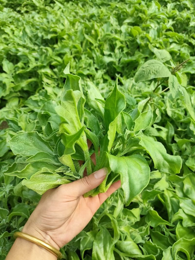 张北冰草基地冰菜常年供应个大电商，大型批发市场，商超