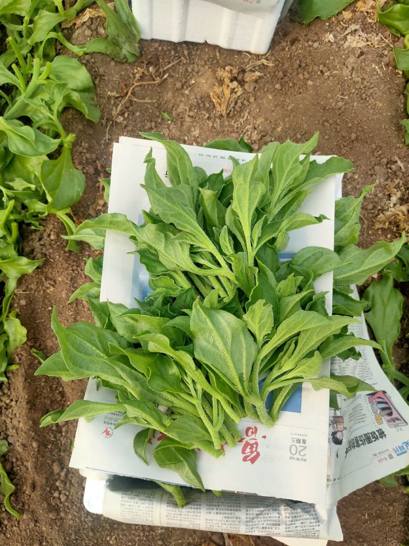 张北冰草基地冰菜常年供应个大电商，大型批发市场，商超