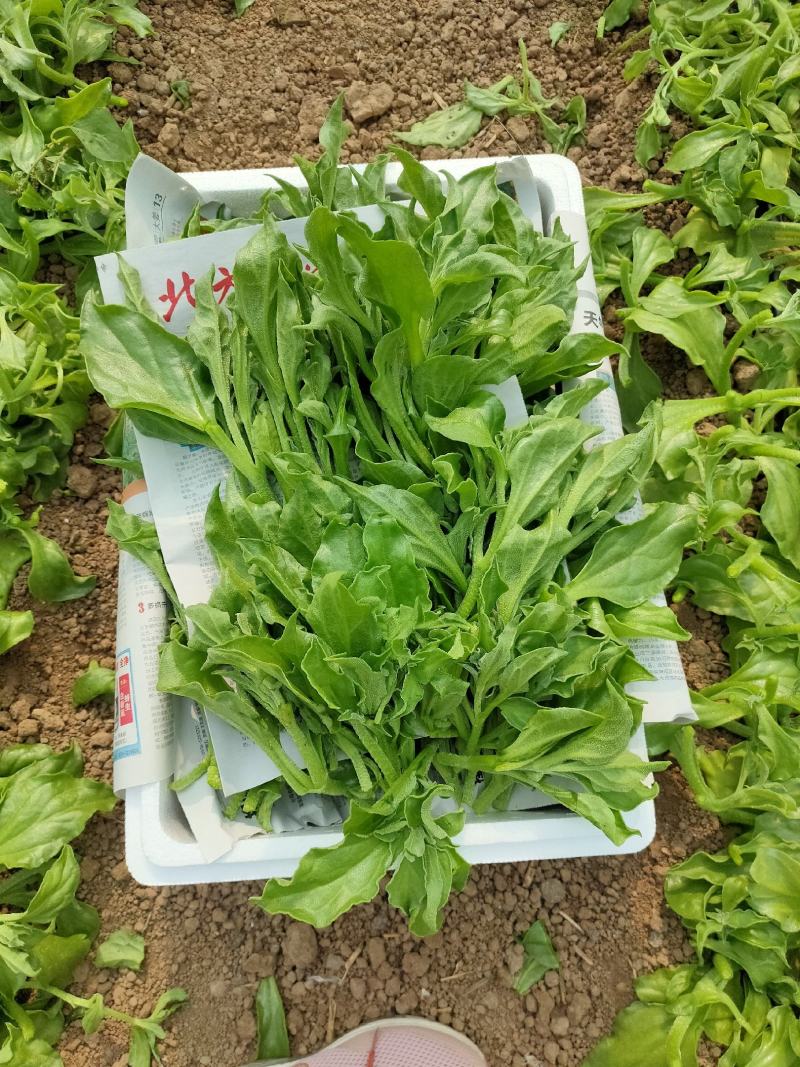 张北冰草基地冰菜常年供应个大电商，大型批发市场，商超