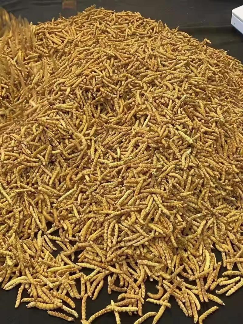 青海虫草。4500条一公斤5200条一公斤