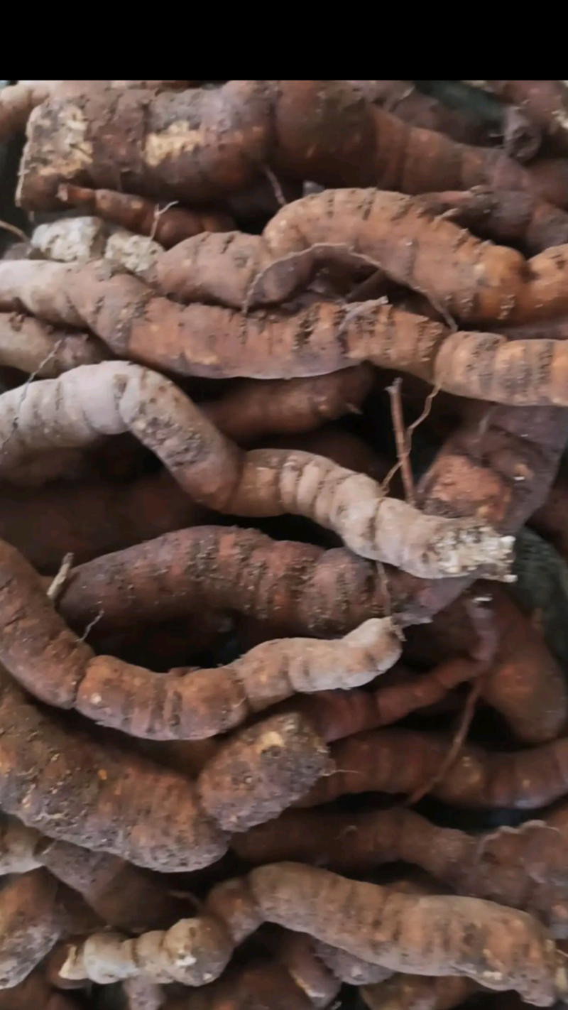 粉防己苗（俗称土木香/天花粉）江西道地药材品种可保成活率