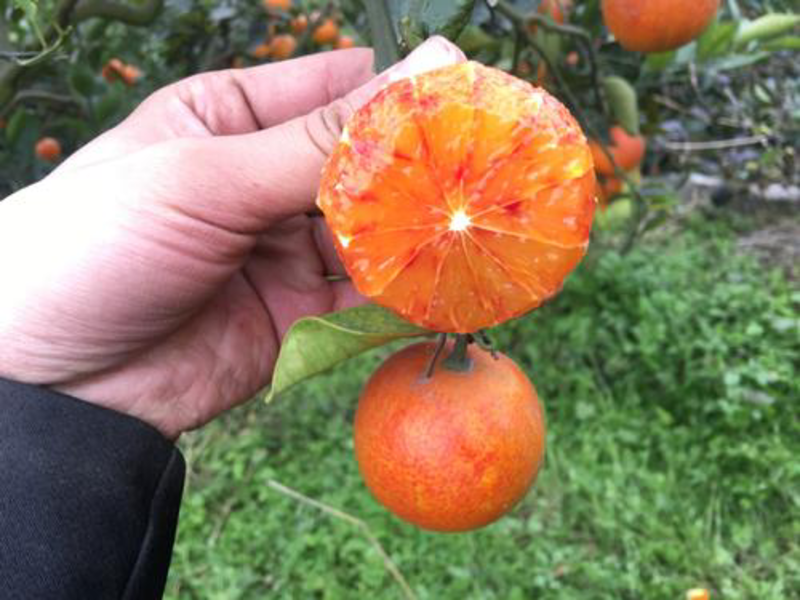 【诚信经营】四川资中塔罗科血橙大量有货，酸甜可口实力供货