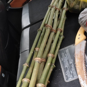 罗汉竹，筇竹工艺品用，家具用竹