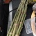 罗汉竹，筇竹工艺品用，家具用竹