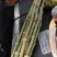 罗汉竹，筇竹工艺品用，家具用竹