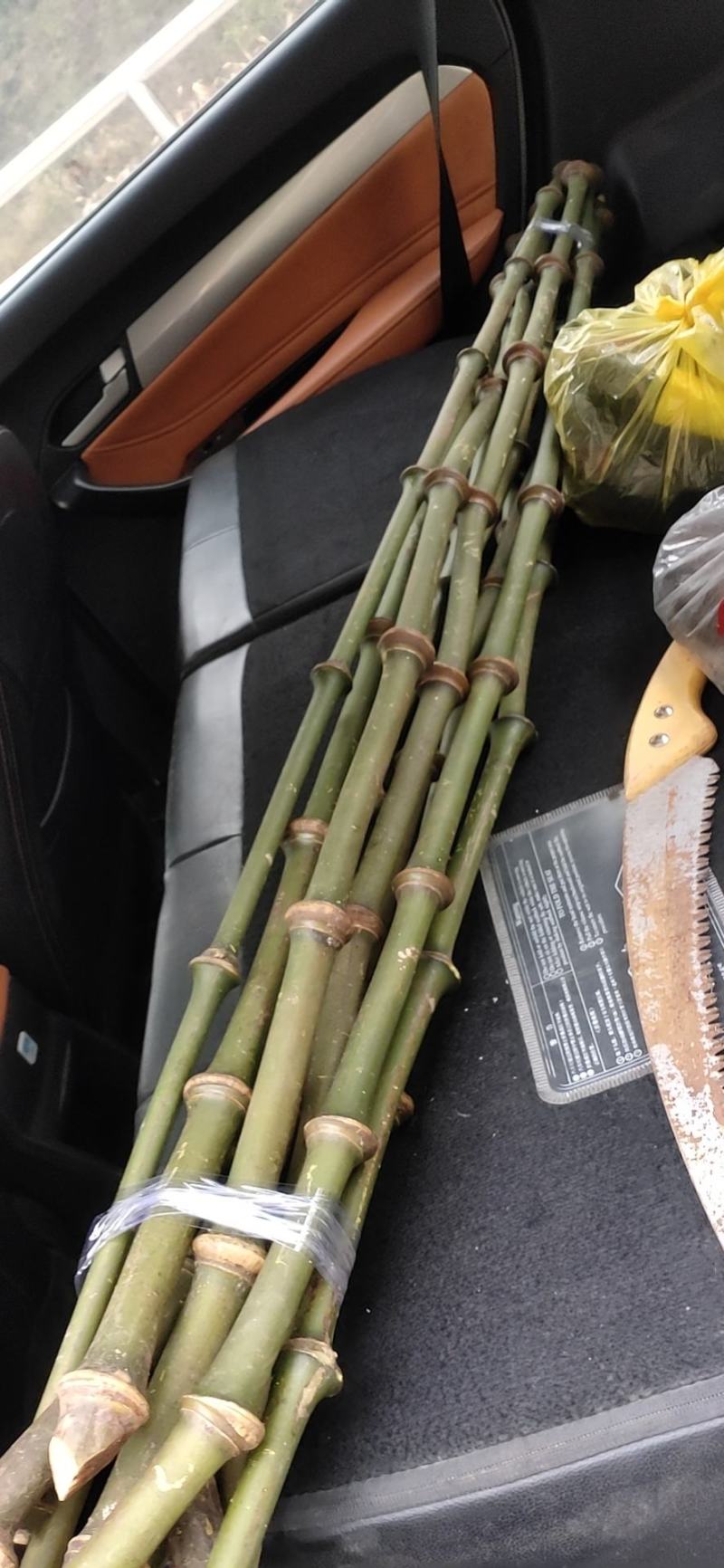 罗汉竹，筇竹工艺品用，家具用竹