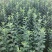 云南红露苹果苗！提供后期种植技术指导！欢迎了解